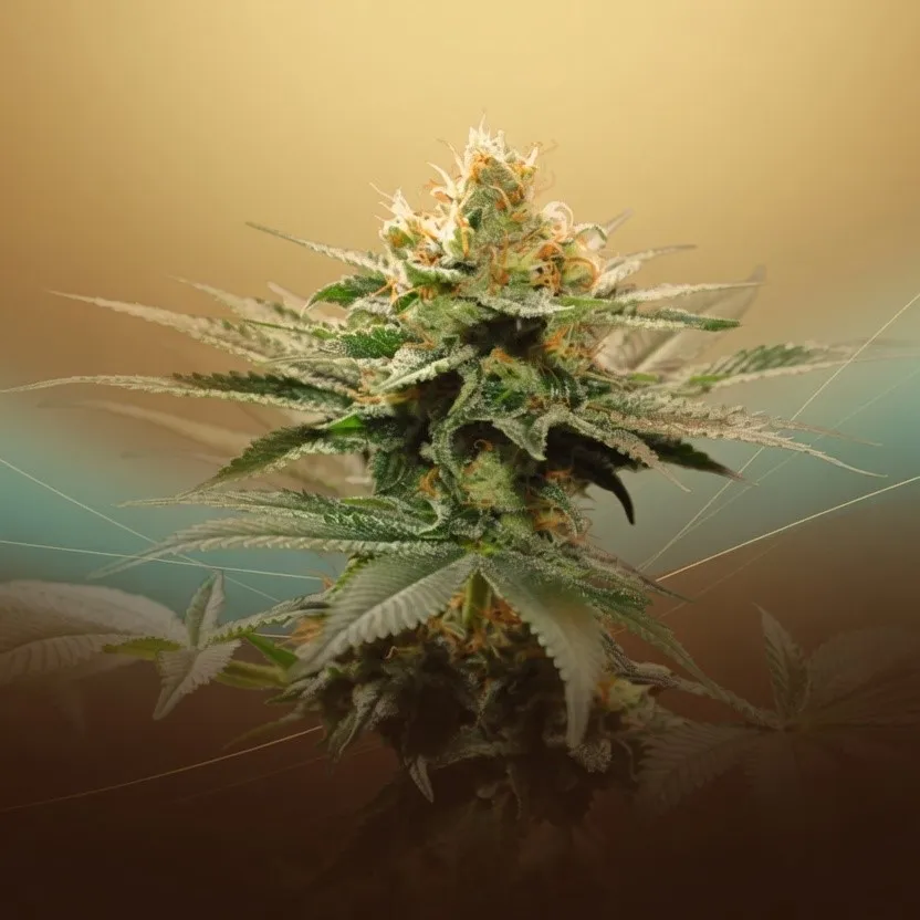 Amnesia 30% THCV-N10