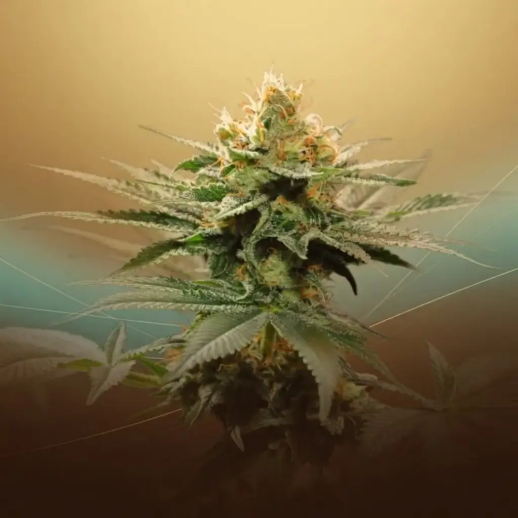 Amnesia 40% THCV-N10