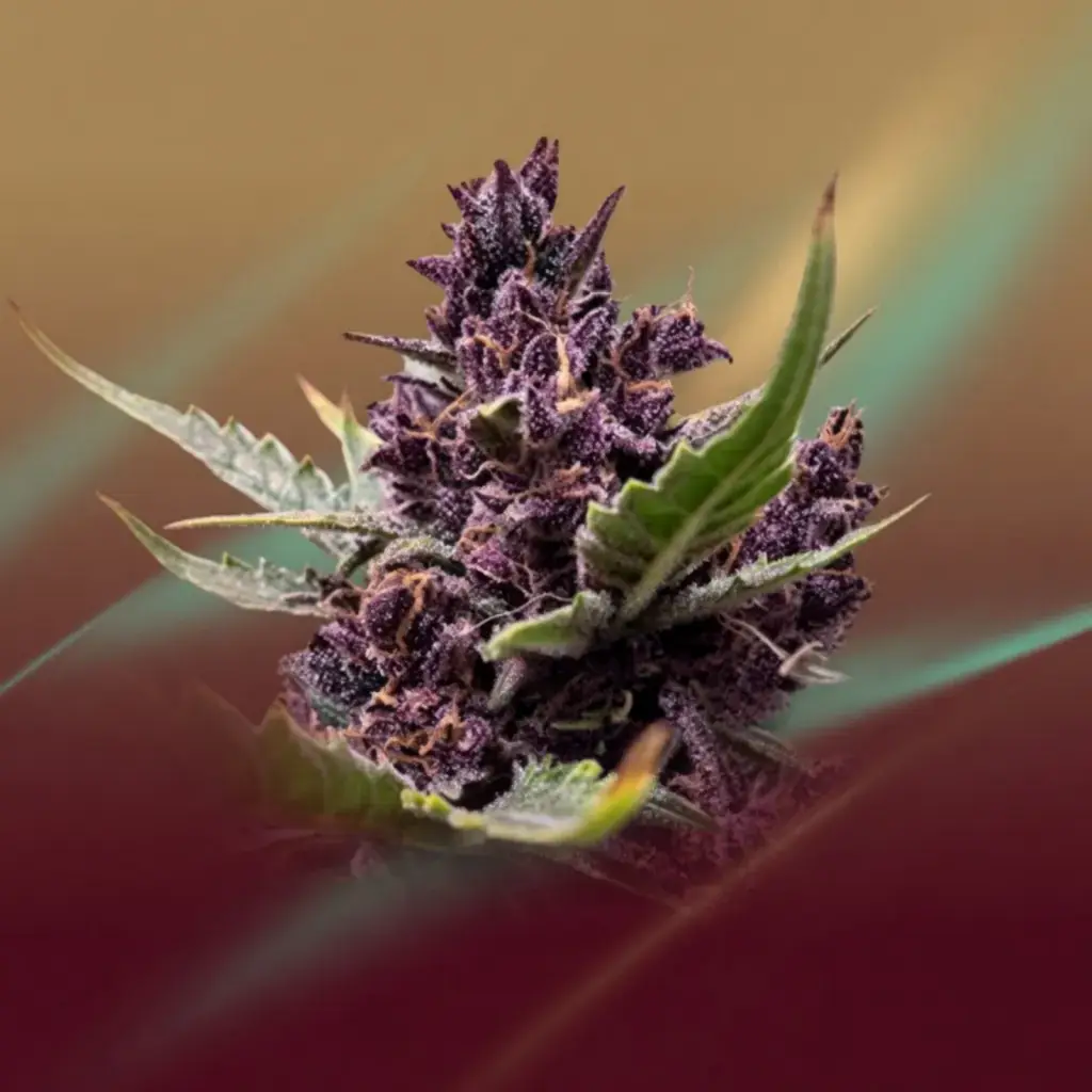 Cherry Haze 20% THCV