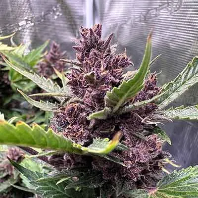 Cherry Haze 30% THCV