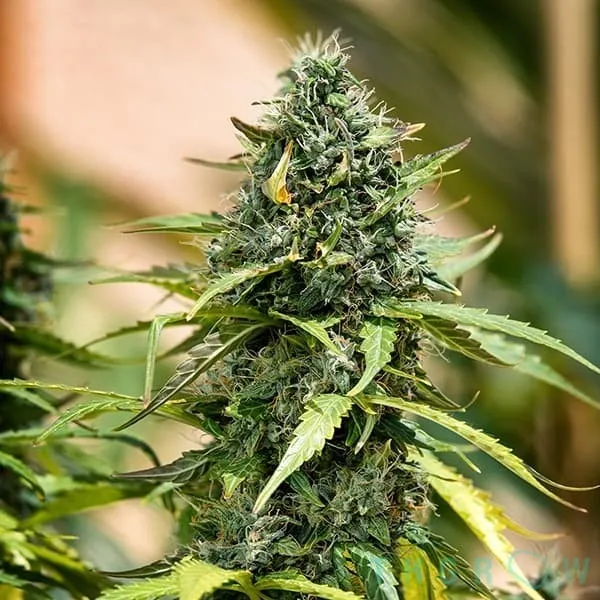 Gorilla 40% THCV