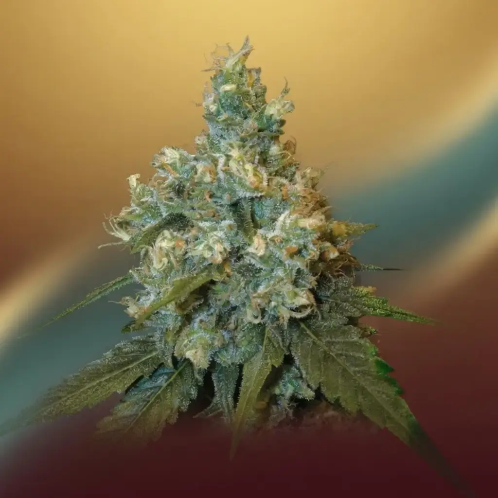 Jack Herer 20% THCV