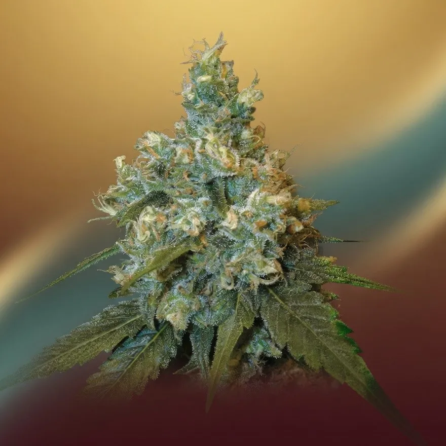 La Jack Herer THCV : l’alliée des esprits créatifs et concentrés