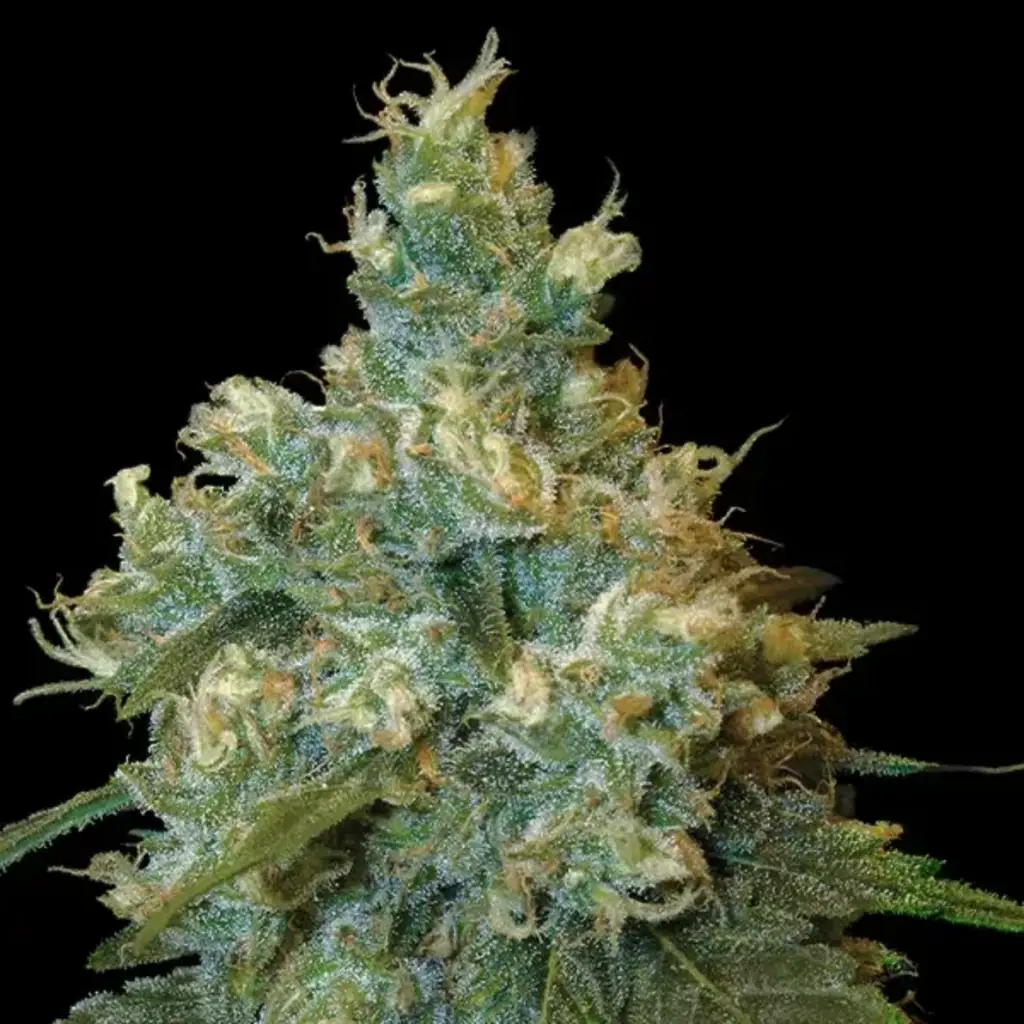 Jack Herer 40% THCV