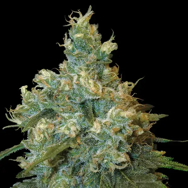 Jack Herer 40% THCV
