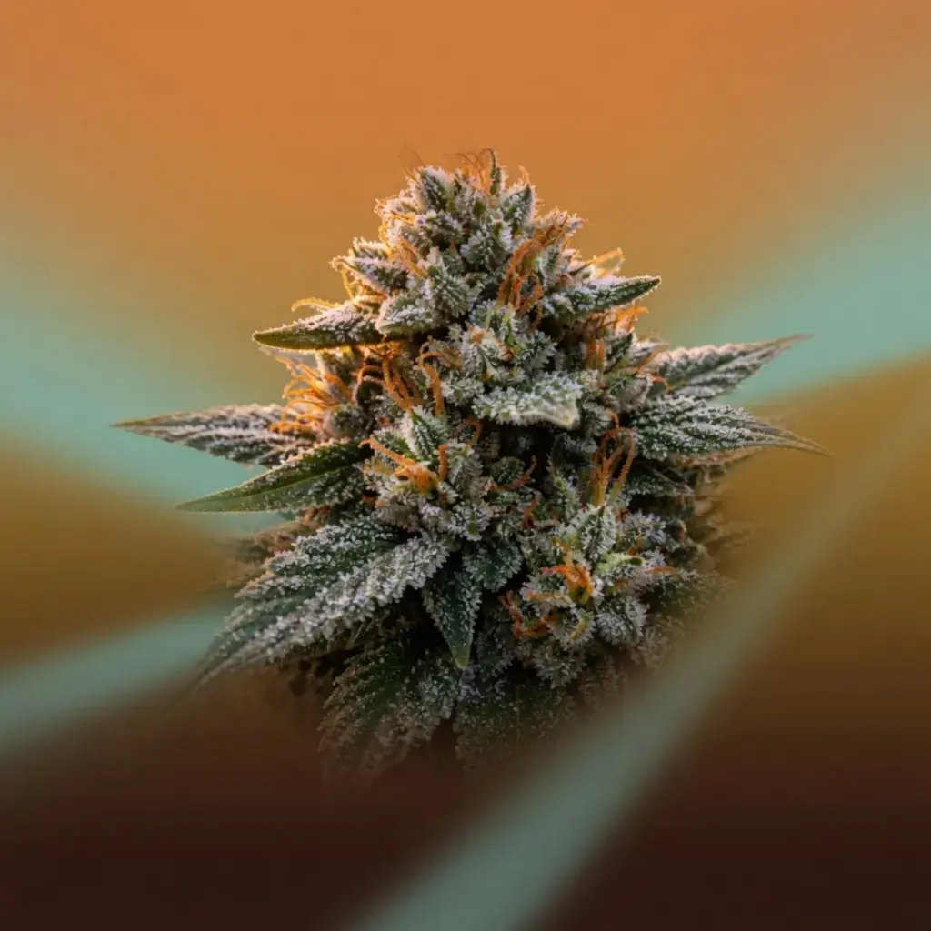 Mango 20% THCV